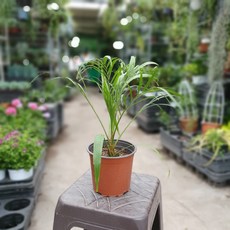 공룡꽃식물원(주) 피닉스야자 중품 35~50cm 189 수입식물 아레카야자