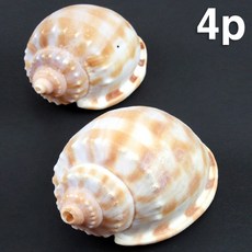 꾸미기조개껍데기