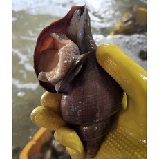 (손질 )수고동 250g, 1개