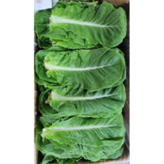 매일매일 새로온 국산 로메인 상추, 1개, 2kg