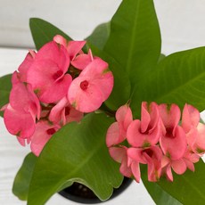 추천5아산세계꽃식물원