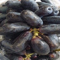 가람상점 씨없는 포도 크림슨적포도 애플청포도 블랙사파이어 1kg 2kg, 블랙사파이어1kg, 1개