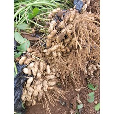 [태안직송] 23년 햇 피땅콩 생 1KG, 1개