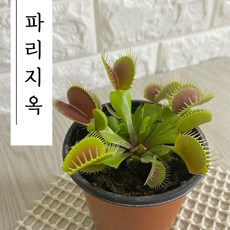 파리지옥만들기