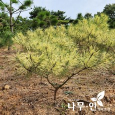 [나무인] 황금소나무 사피송 키50cm 분뜨기, 1개