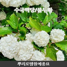 수국불두화