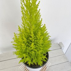 추천3율마키우는법