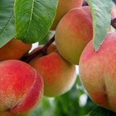 백천황도복숭아