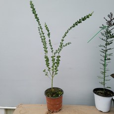 바닐라가든 삼각잎 아카시아 중품160