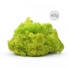 비오스 공기정화식물 스칸디아모스 천연이끼 40g, 3번