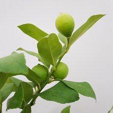 [용이네 화원] 열매가 주렁주렁 상큼과즙 터지는 제라몬 레몬나무 대형 690 화원 농원, 1개