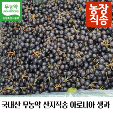 국내산 농장직송 햇아로니아 아로니아 아로니아생과 생아로니아 블랙초크베리, 1개, 1kg