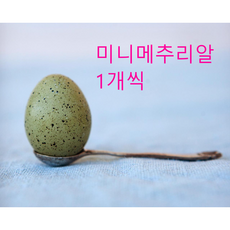 메추리종란
