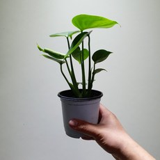 몬스테라델리시오사