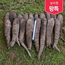 제주더덕10kg