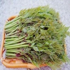 두릅묘목