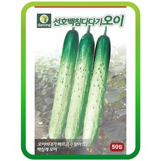 다다기오이
