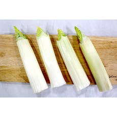 서양대파