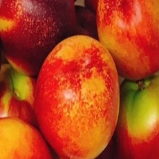 착한가격 나무생각 / 천도복숭아 / 신선 / R3 / 결실주, 1개