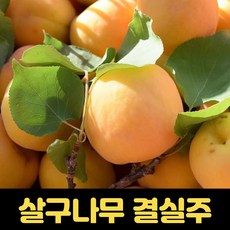 살구나무 묘목 결실주 살구묘목 과일나무 왕살구, 1개