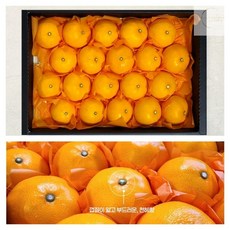 선물제주천혜향4.5KG 대과 10-17과 내외 천혜향 제주도선물 과일선물세트, 4.5kg(대과)(10-17과 내외)