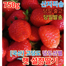 [본고장 현지직송] 설향딸기 750g 1.5kg BEST PICK 고당도 싱싱한 당일발송 당일수확 신선한 설향 생딸기 생딸기딸기 설향딸기 제철과일 생딸기 달콤한 싱글생글