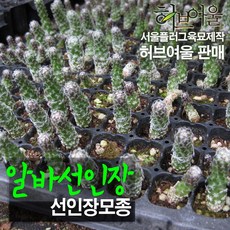 [허브여울모종] 알바선인장 모종 (서울육묘생산 허브여울판매 정품다육모종)