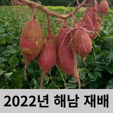 최군푸드