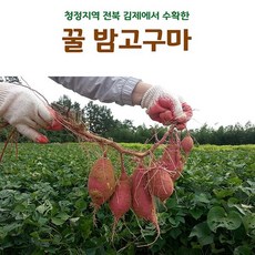 김제고구마