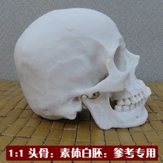 다이캐스트 고정밀도 실제모방 두개골 모형 할로윈데이 나무수지 해골머리 의학 이마 미술 회화 따라그리기 택배, T01-1:1두개골 : 소체 흰배 : 참고 전용