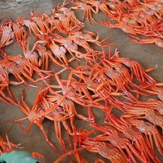 [선주당일발송] 동해 울진 후포리 박달 구룡포 연지 자숙 홍게, 1개, 연지 3kg 수율 80% 8-10미 내외