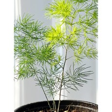 아스파라거스미리오클라두스