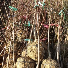 키움원예 [국도화] 분-3년생 개화주