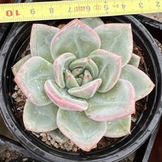 샘트라이크종류