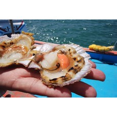 국내산가리비관자