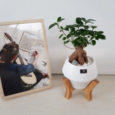 단풍나무키우기