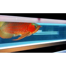 홍용 태닝등 메탈 라이트 어항 수초 조명 구피 수조, 140cm/2700K 조명스탠드, 1개