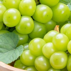 크기 소과 지역 랜덤 김천샤인머스켓 1kg 보관 가격, 1, 본상품선택