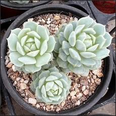 샘트라이크종류