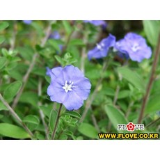 플러브 아메리칸블루