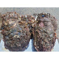 청정거제 해녀물질 [직접채취] 산지직송 당일조업 바위굴 원물 5kg