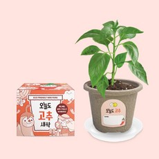 헤이그샵 미니화분 텃밭 새싹 키우기, 고추