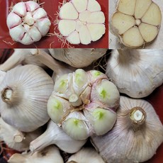 홍산마늘-추천-상품