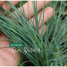 은사초