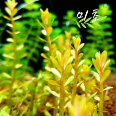[미초] 암마니아 본사이 수초 4촉 & 10촉 & 35촉 / 유경 수초 / 초보자 수초 / 어항 수초, 4개