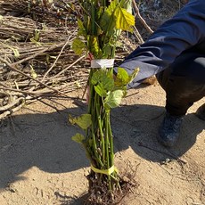 슈퍼 복분자나무 1년생 가시없는복분자, 1개