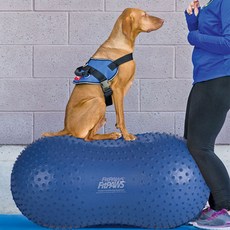 fitpaws