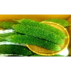 도깨비방망이chb2000