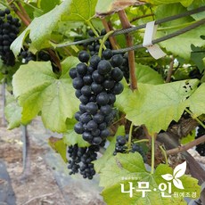바늘나무두그루카시트
