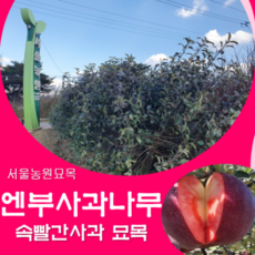 엔부사과묘목